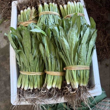 新鲜大香菜产地直供可长期供货