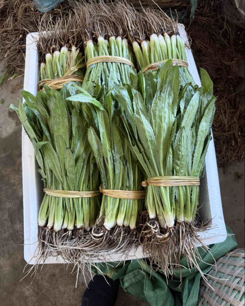 新鲜大香菜产地直供可长期供货