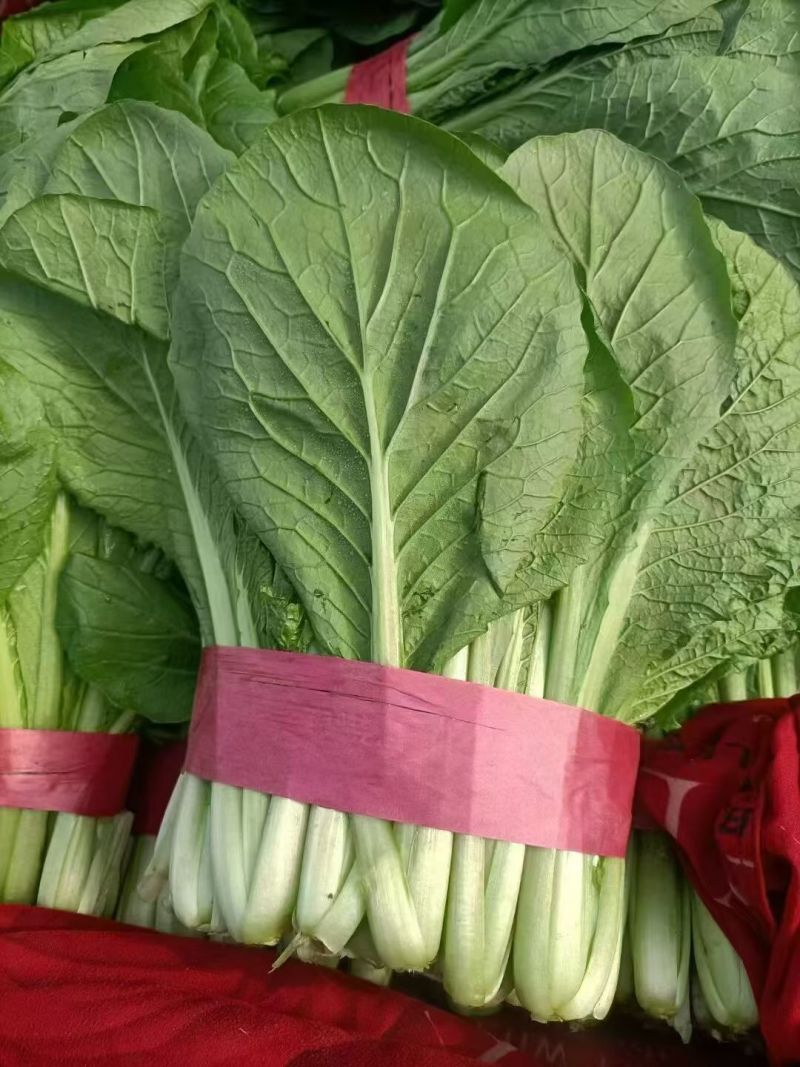 精品小白菜