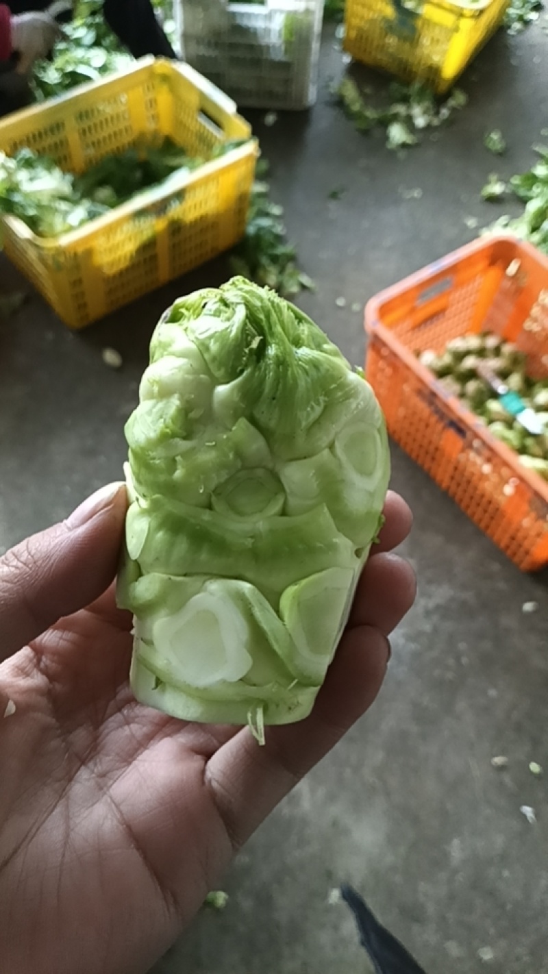 儿菜仔，产地直销。