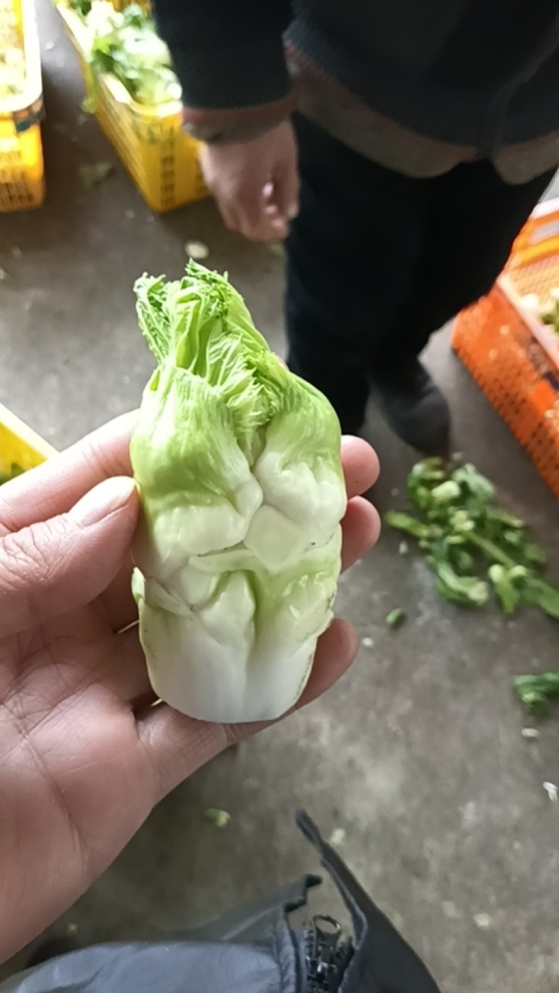 儿菜仔，产地直销。