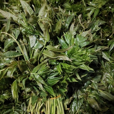 红油香椿芽