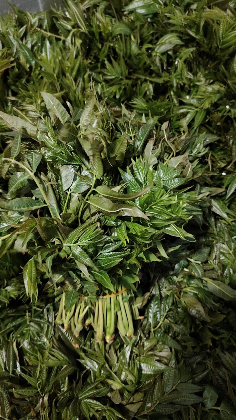 红油香椿芽