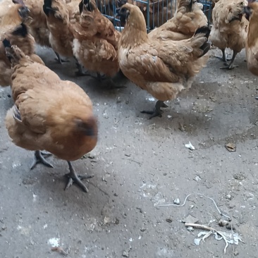 散养土乌鸡