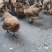 散养土乌鸡