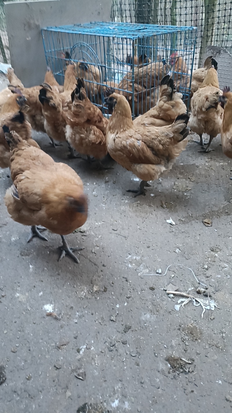 散养土乌鸡