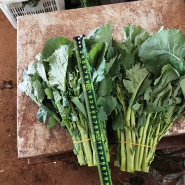 云南板蓝根青菜