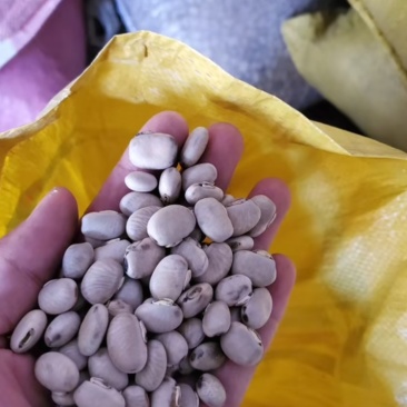 广西河池猫豆