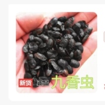 九香虫