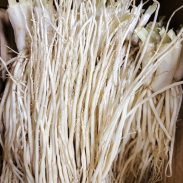 云南高山撇菜根，特色菜根，佤味牛皮