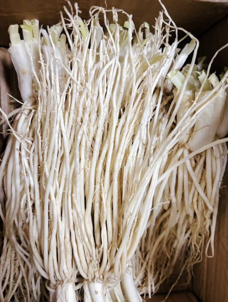 云南高山撇菜根，特色菜根，佤味牛皮