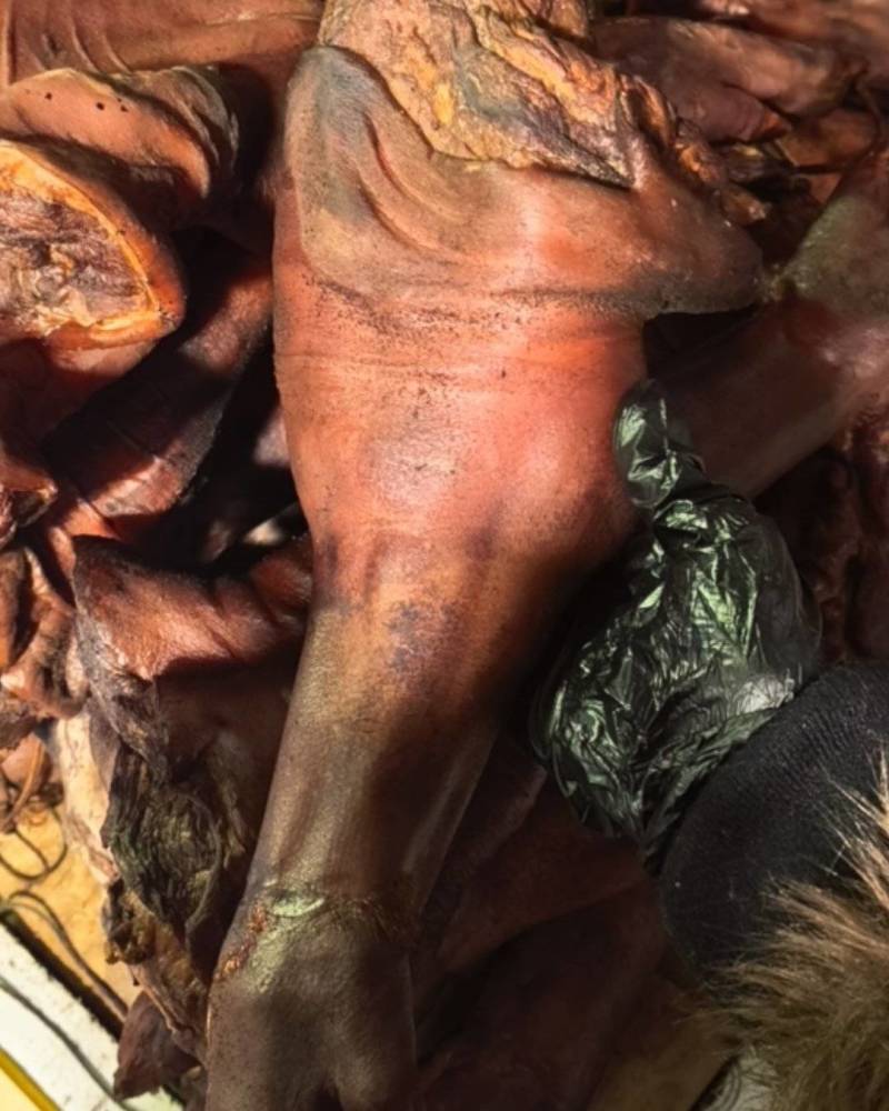 腊肉新鲜上市正品厂家直销柴火慢熏2个多月腊猪脚！