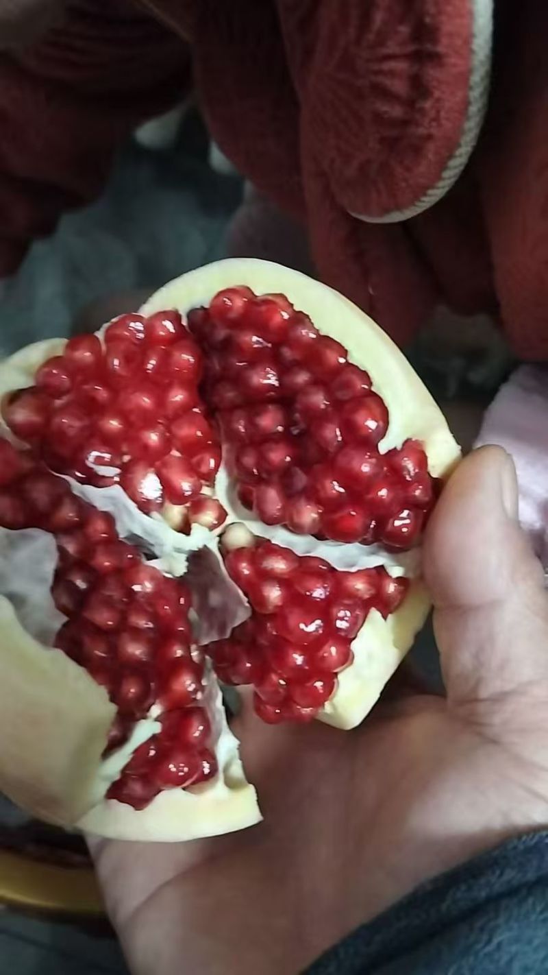 山西运城石榴