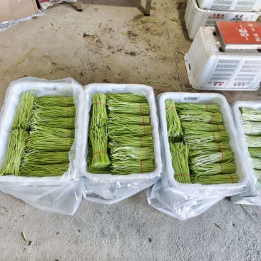 精品芦蒿欢迎北上广的大佬下单。
