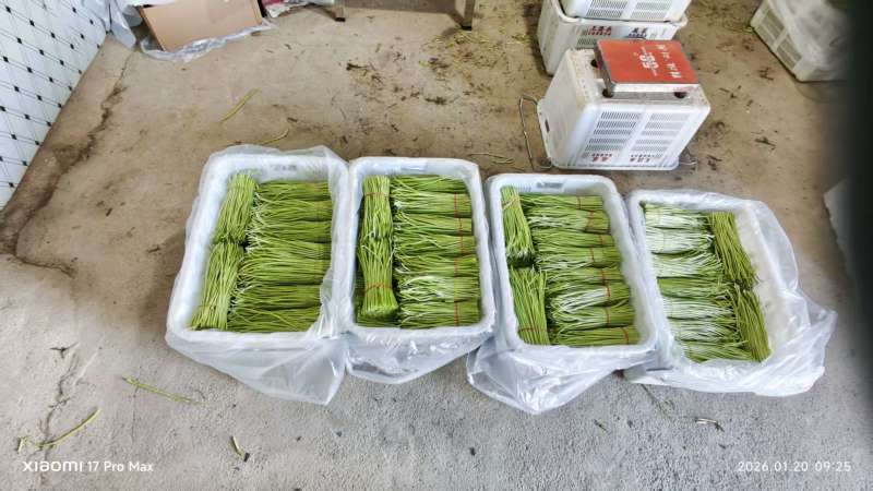 精品芦蒿欢迎北上广的大佬下单。