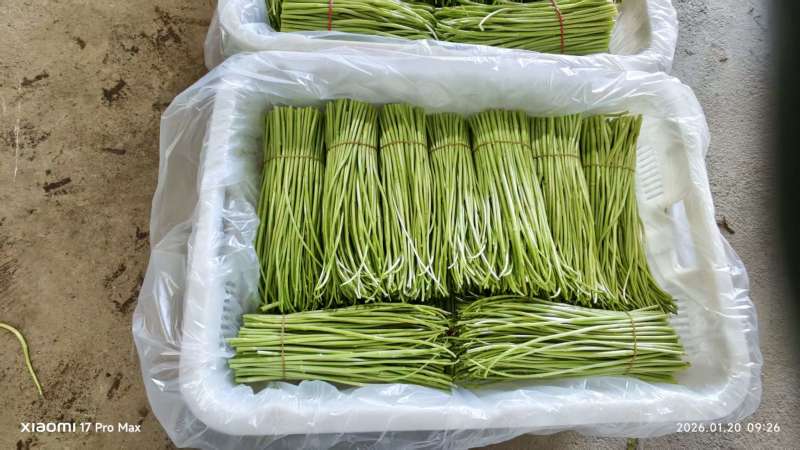 精品芦蒿欢迎北上广的大佬下单。