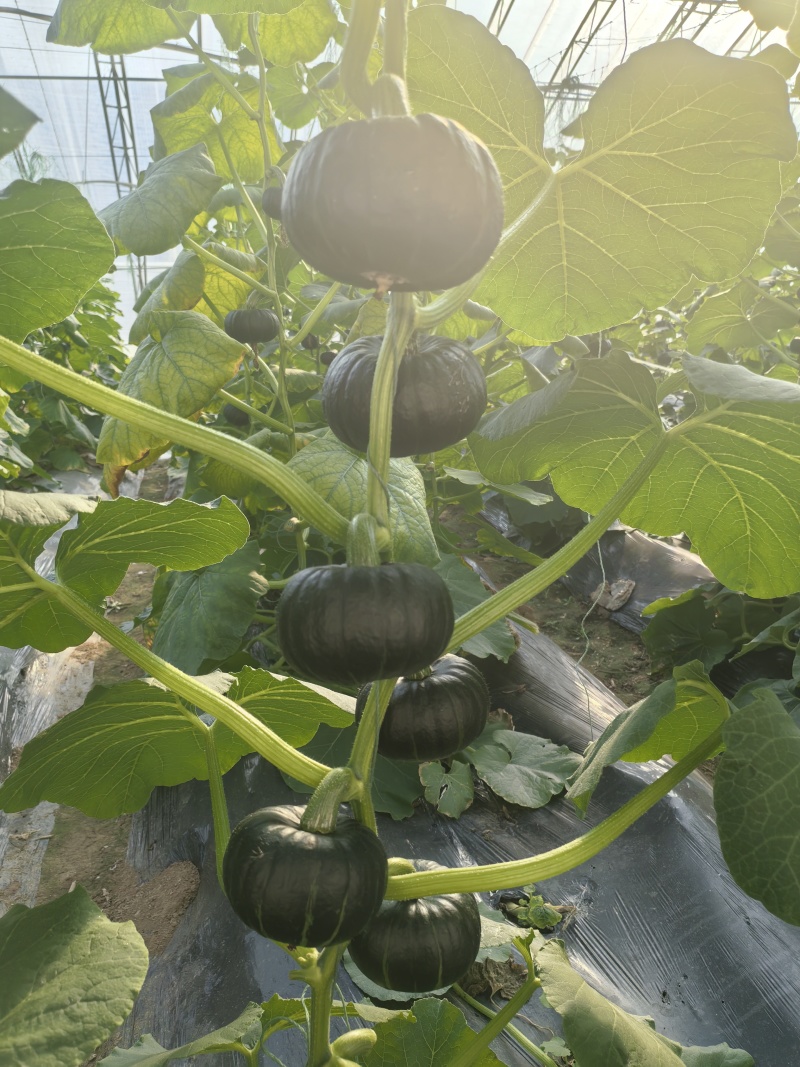 贝贝南瓜