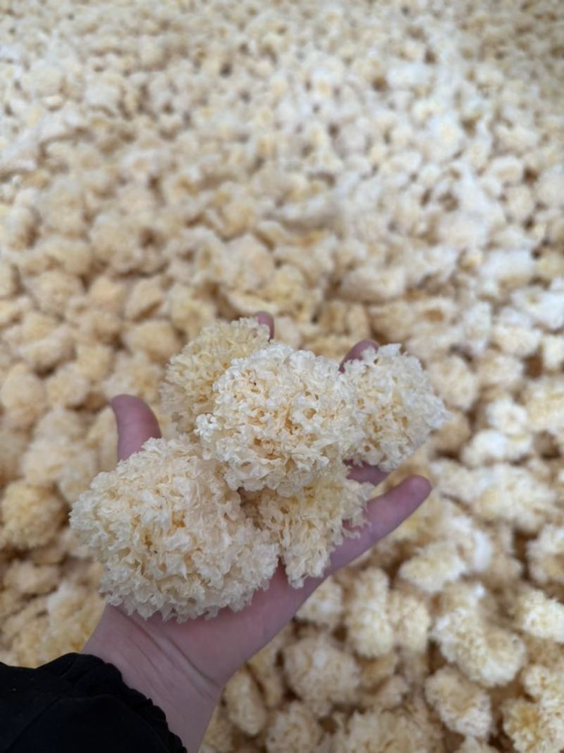 椴木小银耳