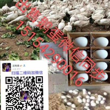 散养鹅，农家鹅蛋