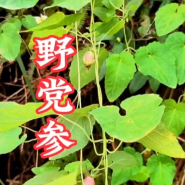 广西十万大山野生党参