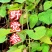 广西十万大山野生党参