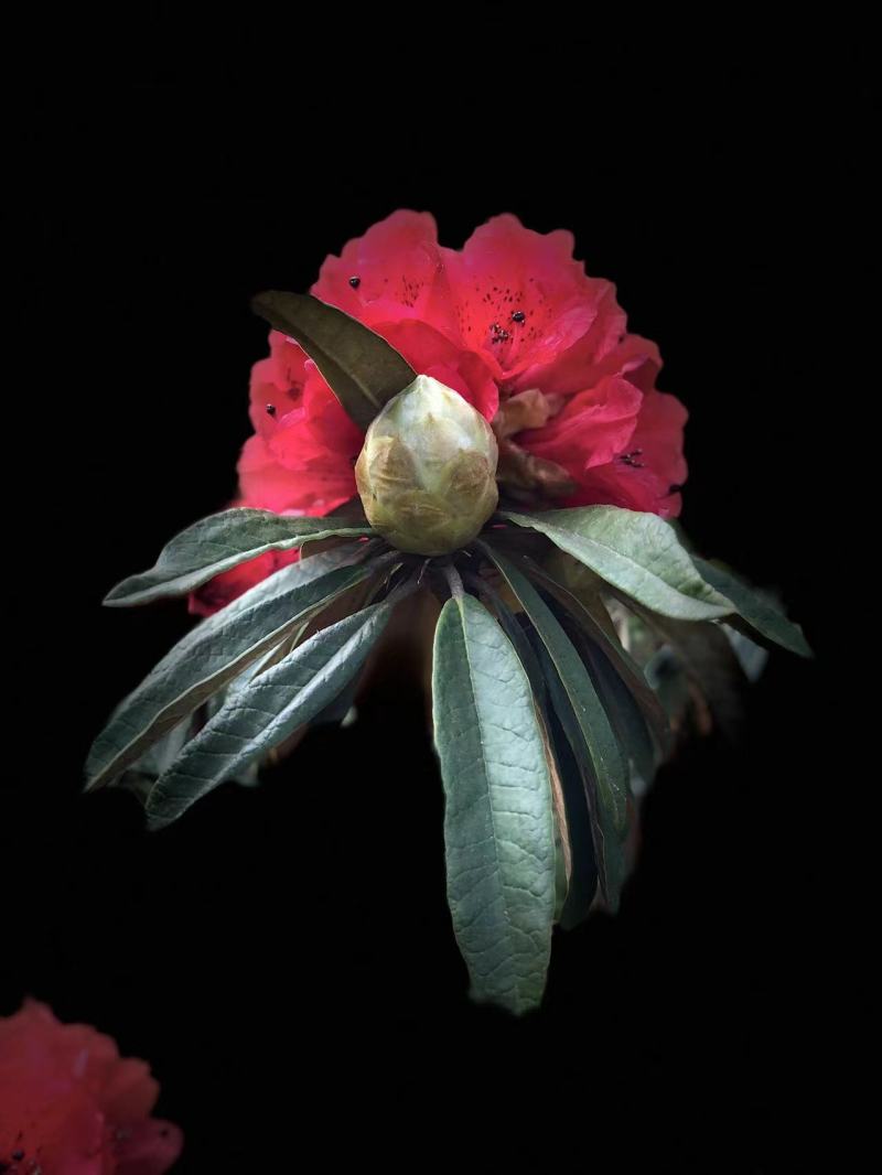 高山杜鹃花