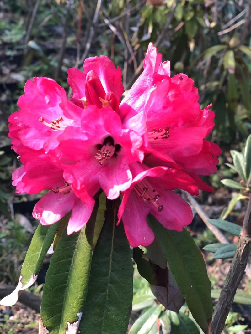 高山杜鹃花