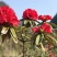 高山杜鹃花