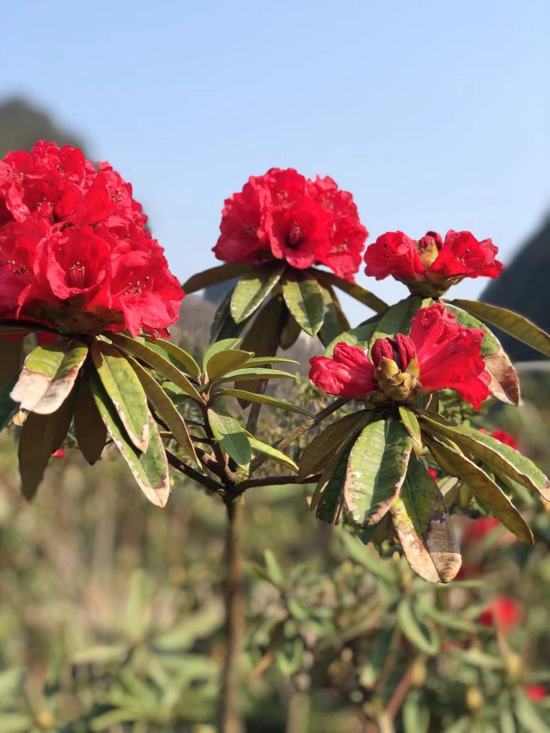 高山杜鹃花