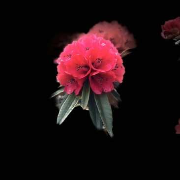 高山杜鹃花