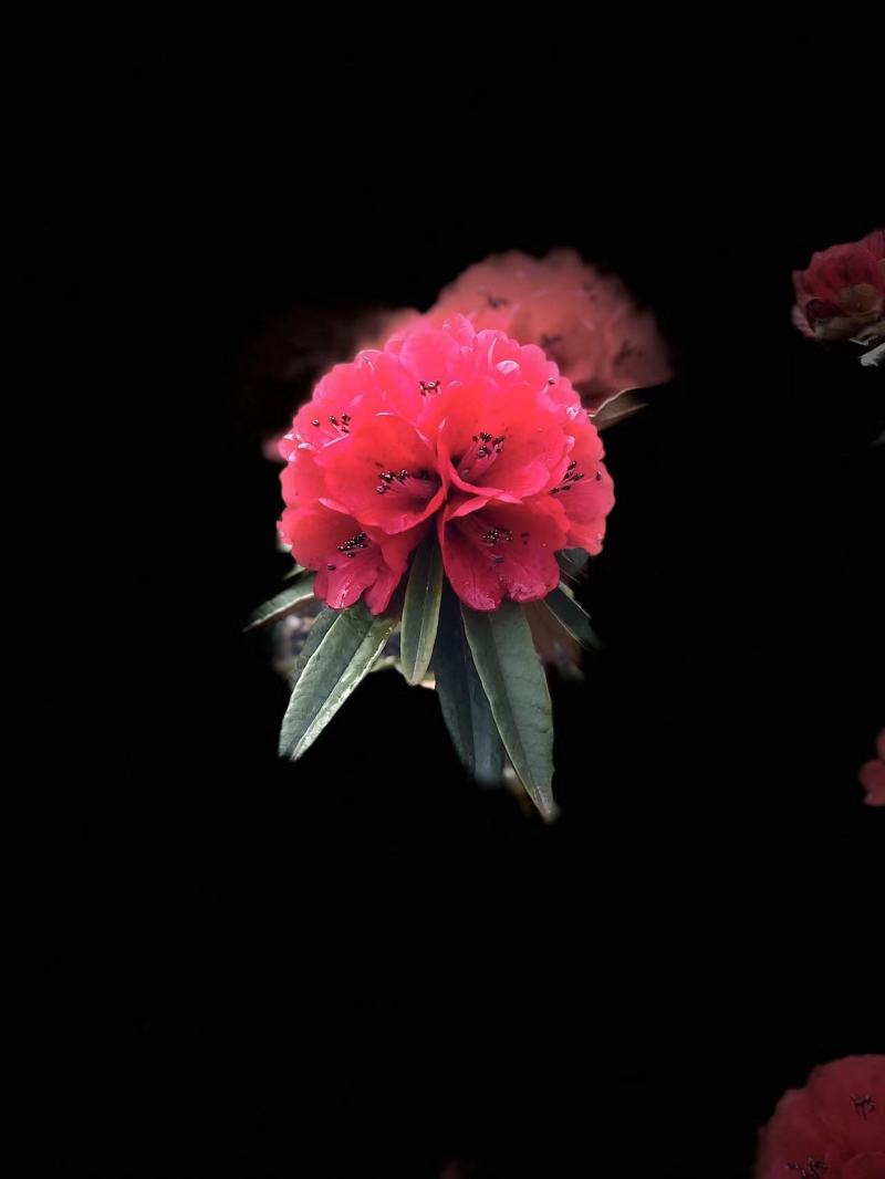 高山杜鹃花