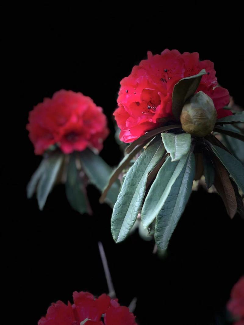 高山杜鹃花