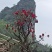 高山杜鹃花