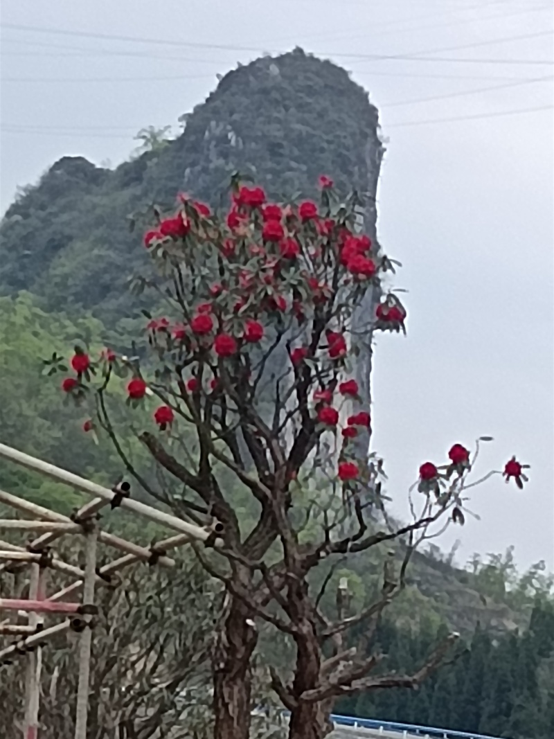 高山杜鹃花