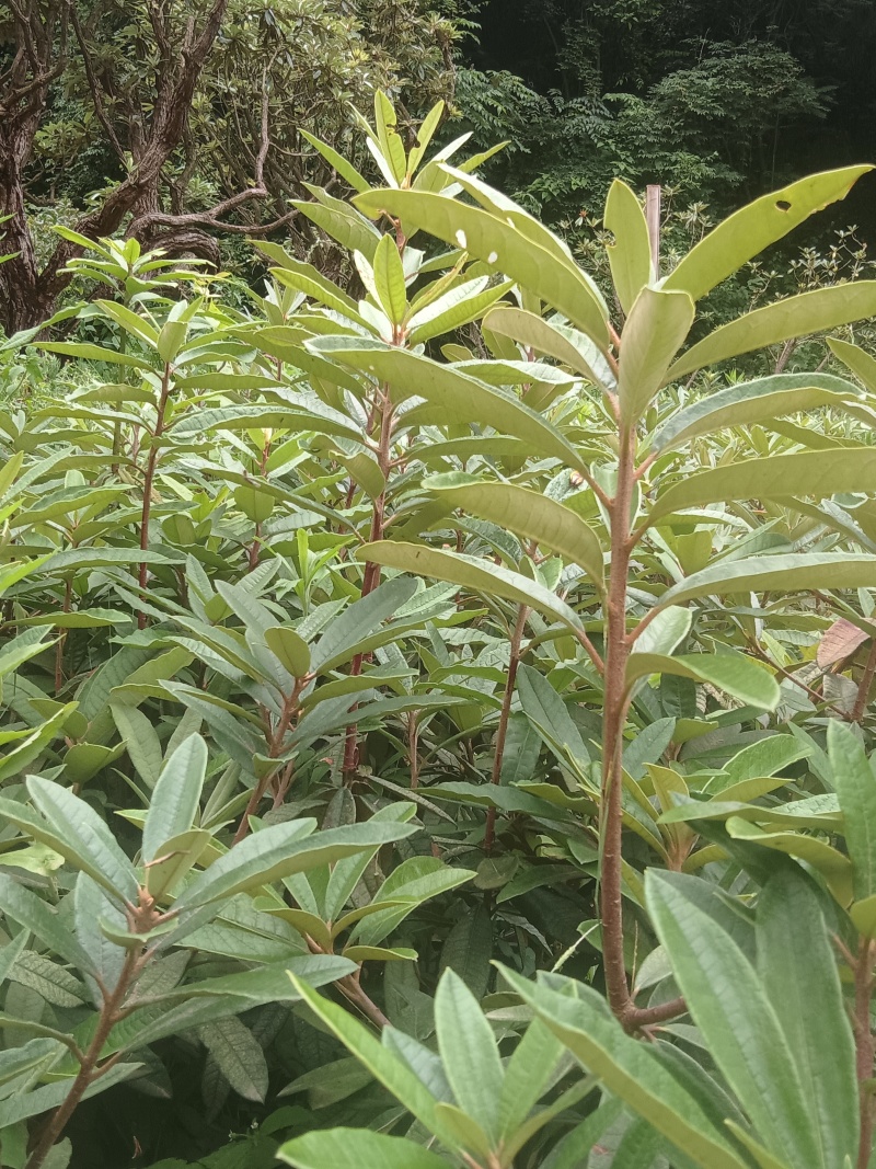高山杜鹃花