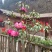 高山杜鹃花