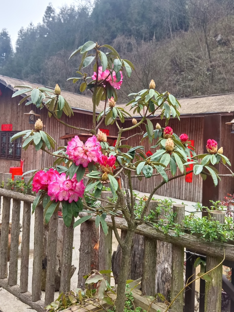 高山杜鹃花