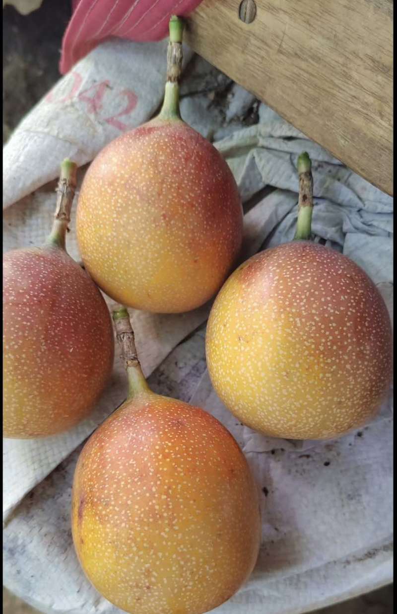 哥哥姐姐们自家种植高海拔云南哥伦比亚热情果陆续上市