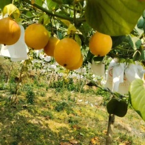 哥哥姐姐们自家种植高海拔云南哥伦比亚热情果陆续上市