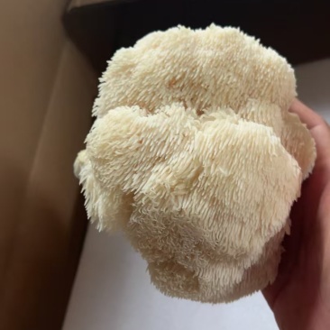 东北猴头菇