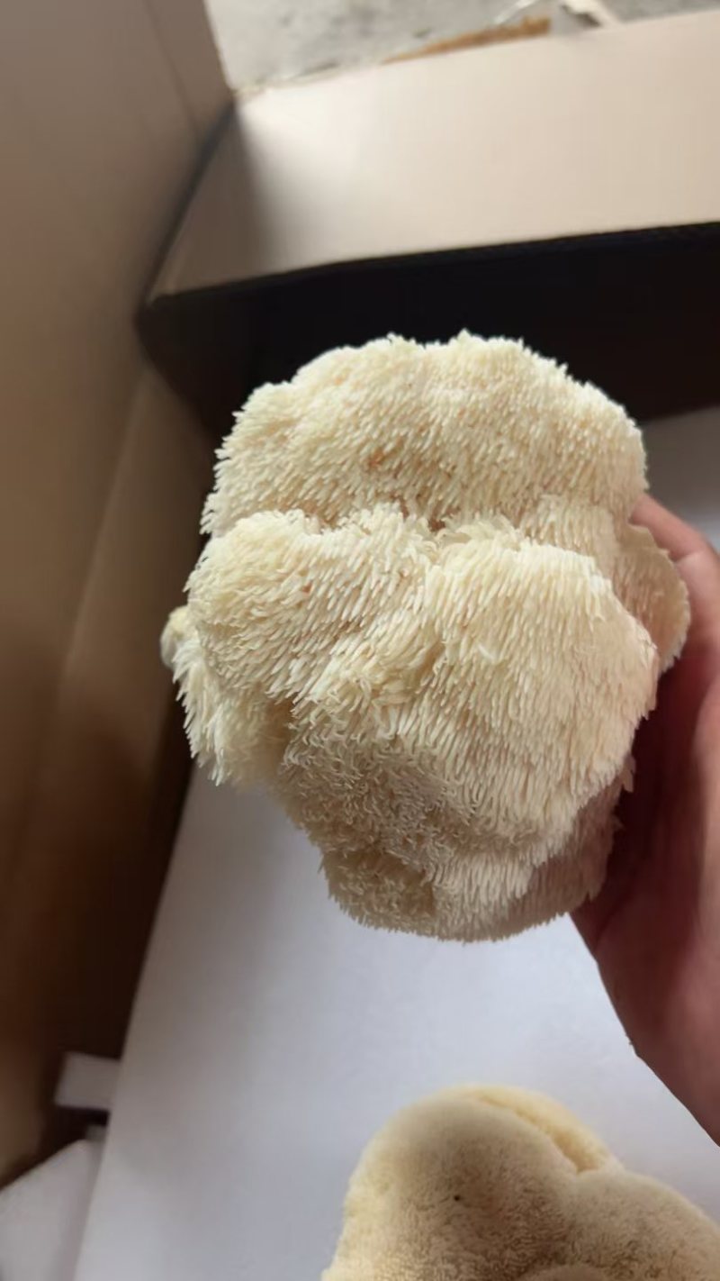 东北猴头菇