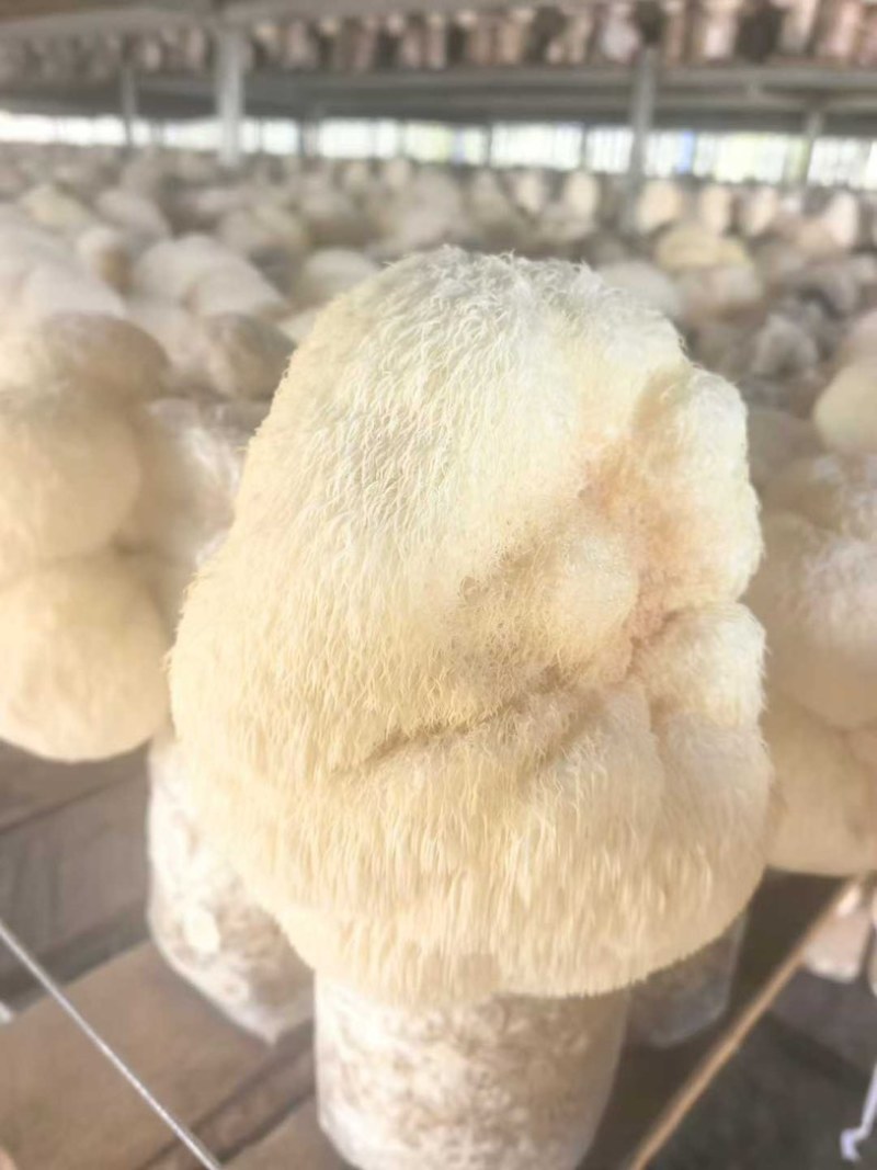 东北猴头菇