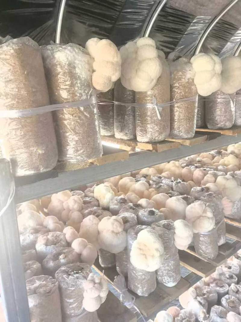 东北猴头菇