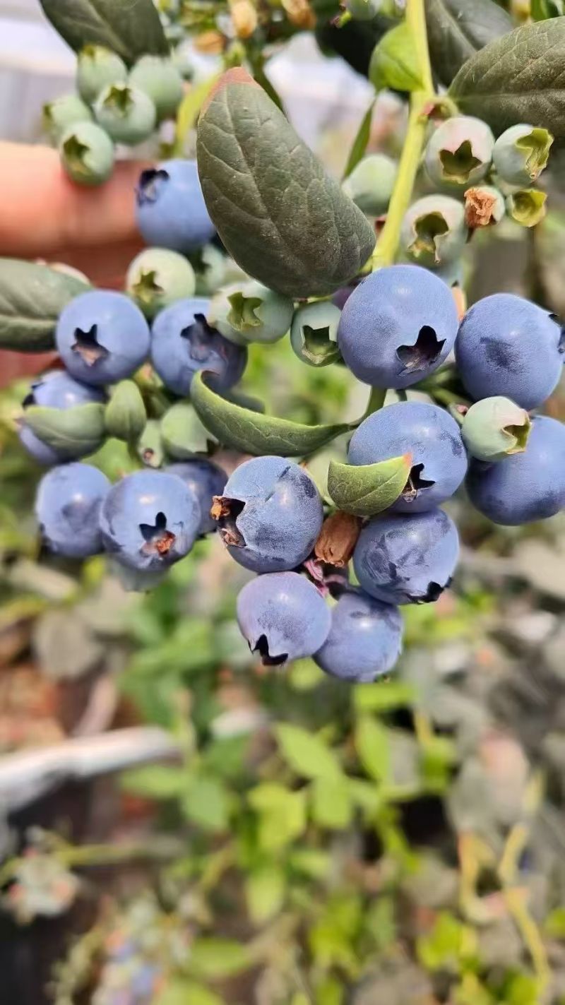 花香蓝莓