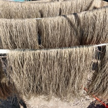 红薯粉丝