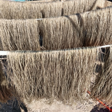红薯粉丝