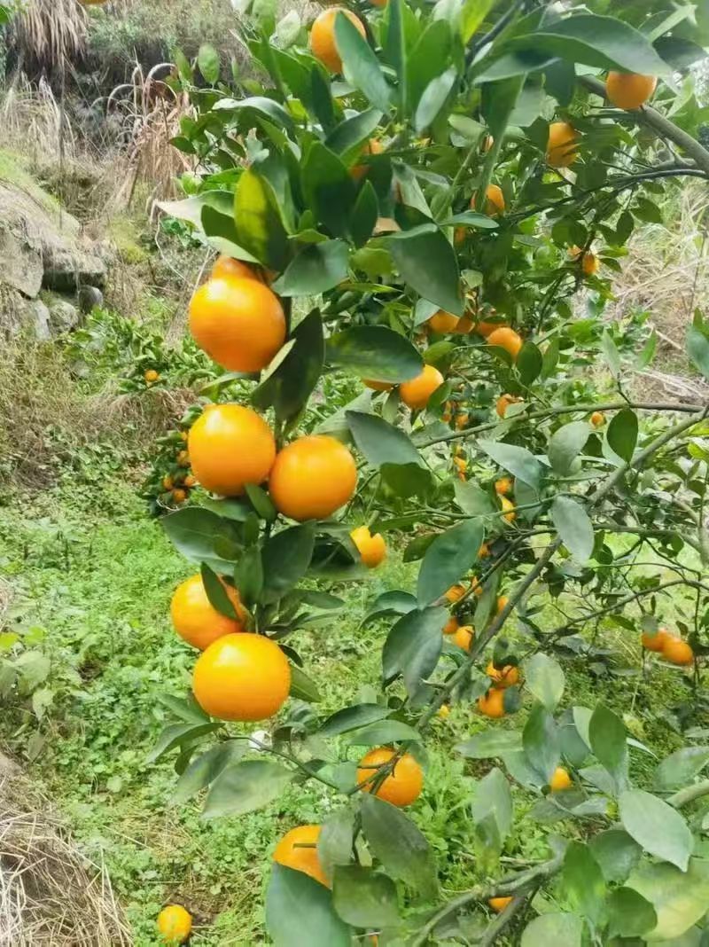 贡柑也大量出园。天天有货