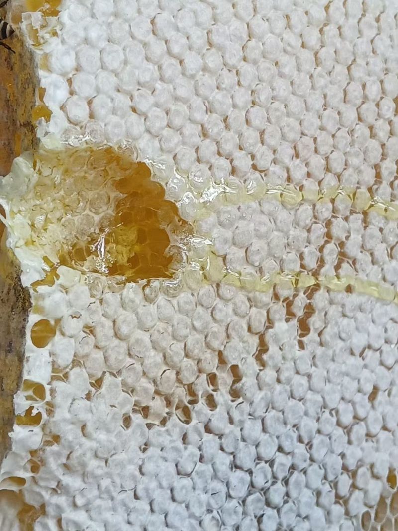 自家土蜂蜜