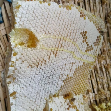 自家土蜂蜜