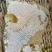 自家土蜂蜜